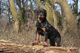 ROTTWEILER 489